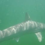 Shark in the water.