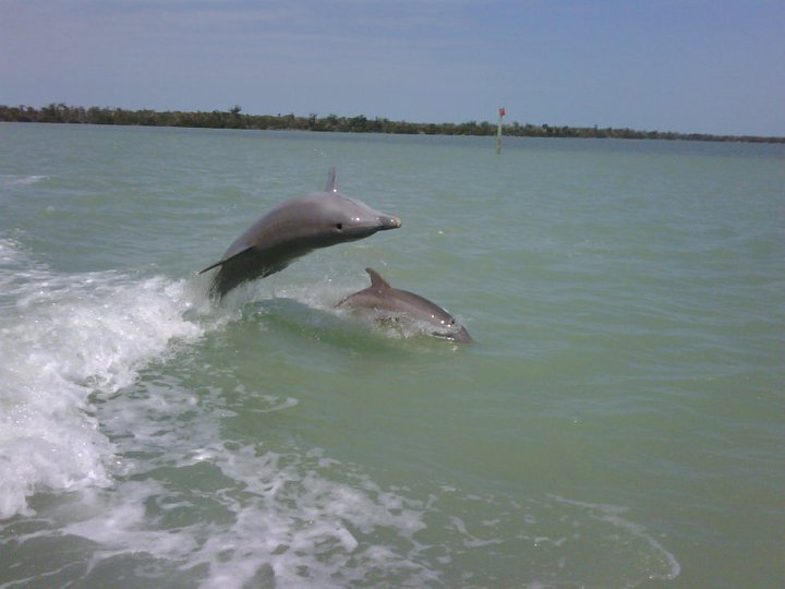 Dolphin Pair off Captiva. Captiva Fishing.