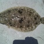 Flounder!