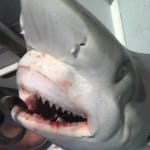 Shark closeup!